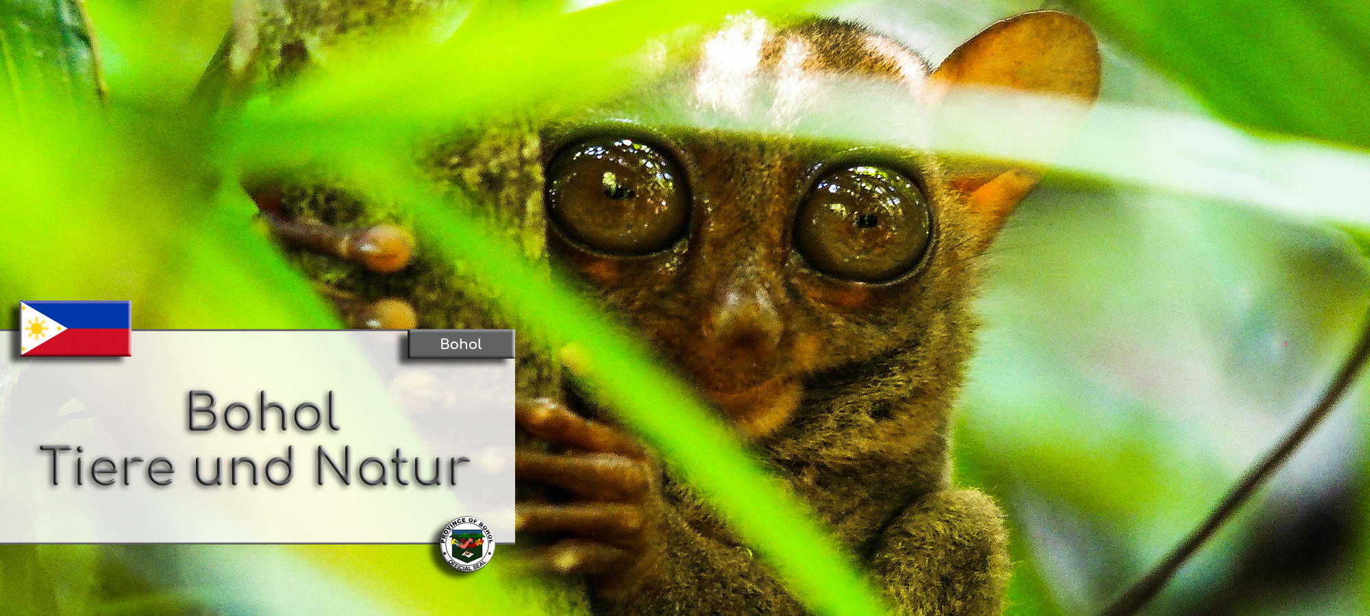 Ein Philippinen Koboldmaki, auch Tarsier genannt, sitzt zwischen den Blaettern auf einem Baum. Im Textfeld steht geschrieben: Bohol Tiere und Natur.