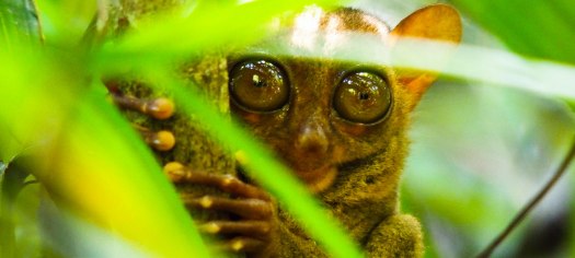 Ein Philippinen Koboldmaki, Tarsier, zwischen gruenen Blaetter.